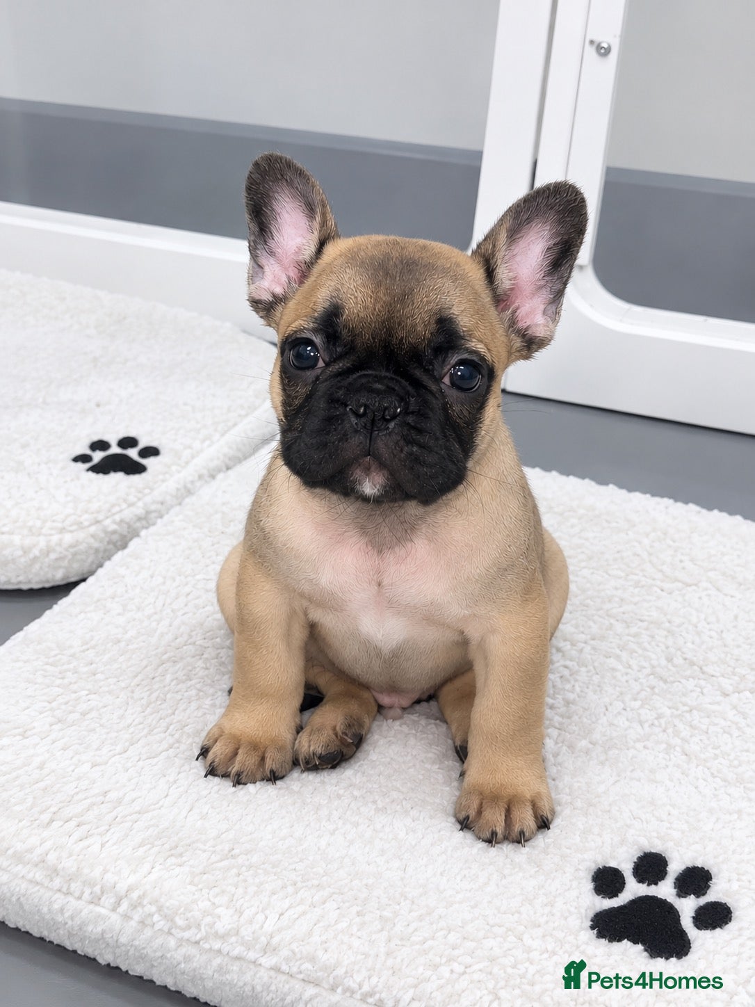 French Bulldog dogs for sale: LAST French Bulldog (healthy & friendly )🐶 - Advert 20
