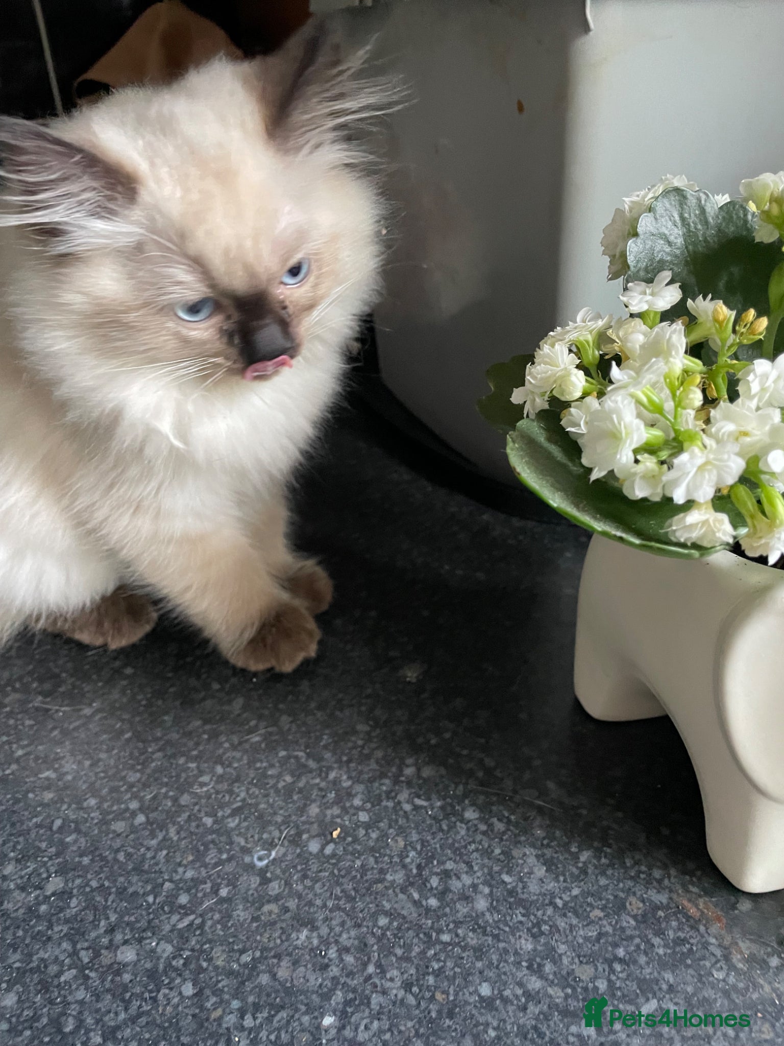 Ragdoll cats FEMALE ragdoll kitten - Advert 15