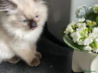 Ragdoll cats FEMALE ragdoll kitten - Advert 15