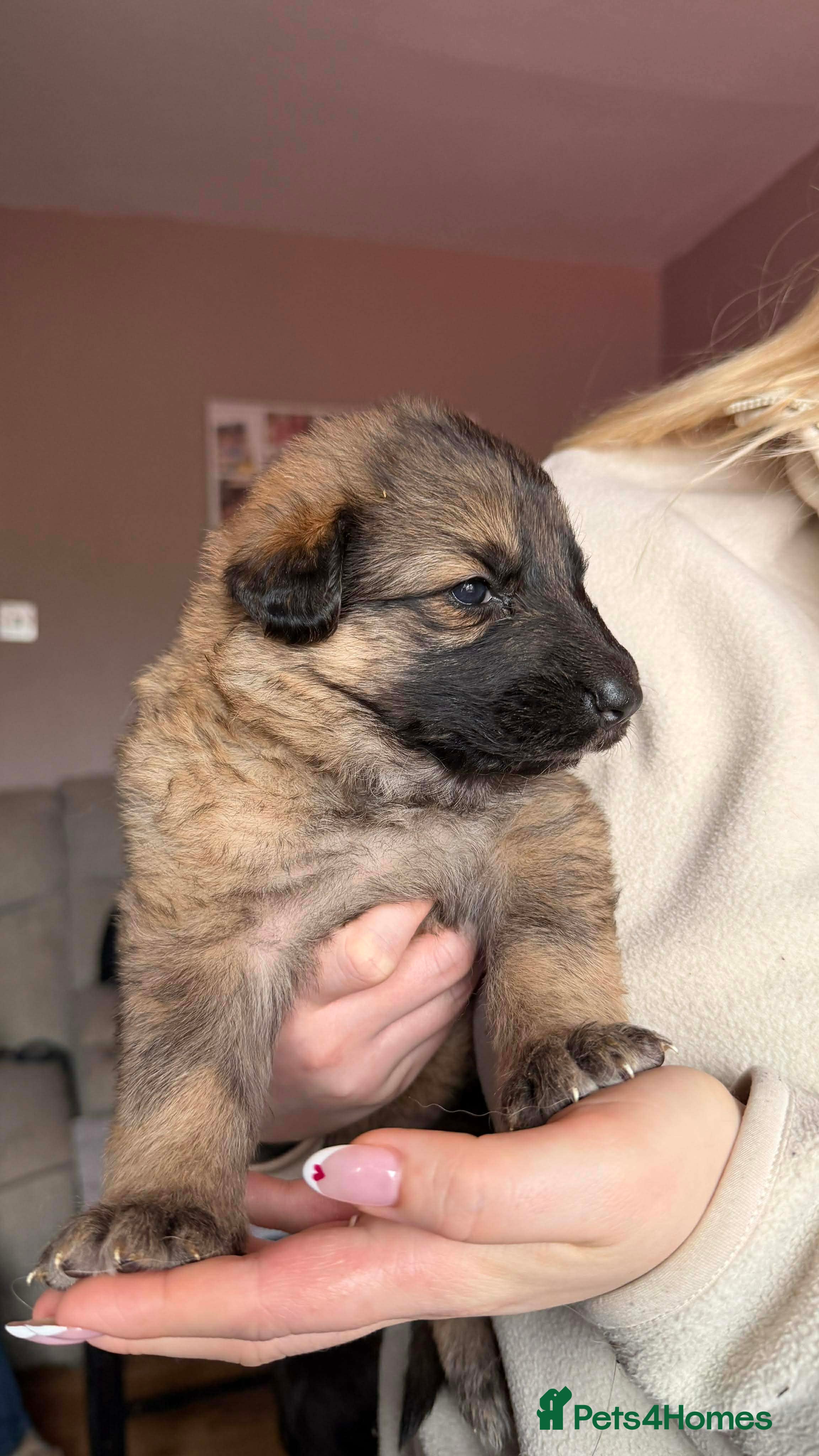 German Shepherd dogs German Shepherd Puppies - Advert 4