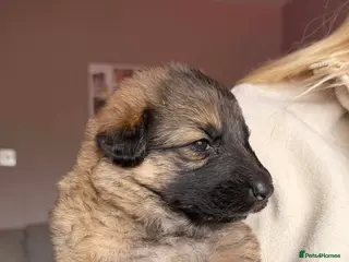 German Shepherd dogs German Shepherd Puppies - Advert 4