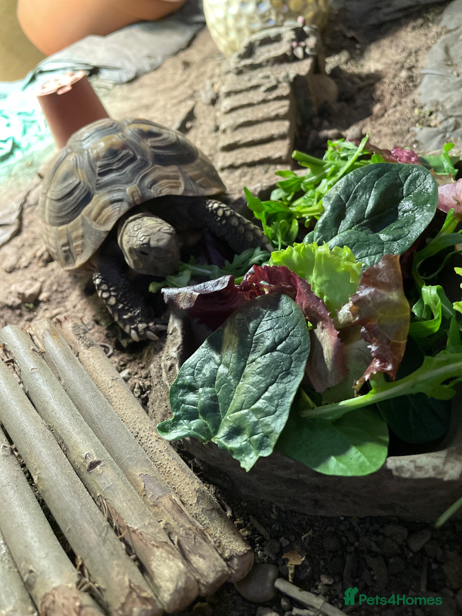 Hermann Tortoise reptiles hermann tortoise - Advert 1