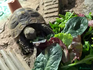 Hermann Tortoise reptiles hermann tortoise - Advert 1