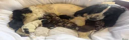 Cocker Spaniel dogs for sale: Cocker spaniel  in Ashford - Advert 5
