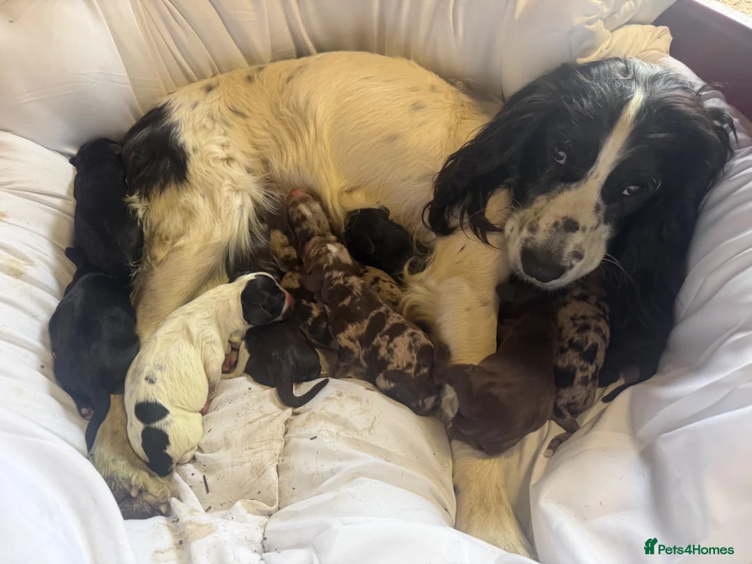 Cocker Spaniel dogs for sale: Cocker spaniel  in Ashford - Advert 5