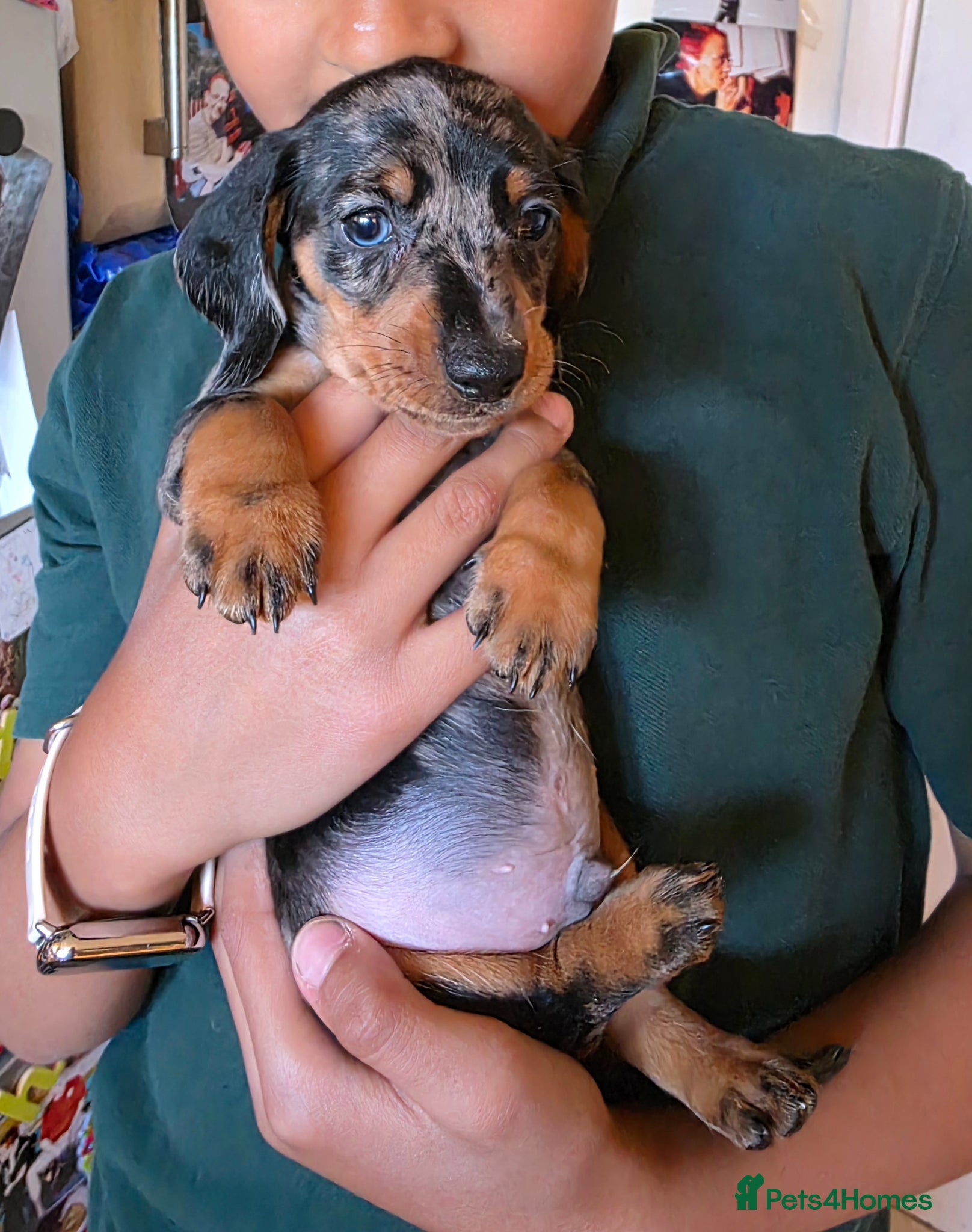 Miniature Dachshund dogs SILVER/BLACK Adorable dachshund puppies for sale😍 - Advert 7