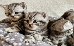 British Shorthair cats for sale: GCCF Rare Show Quality BSH Silver Tabby Kittens - Image 19