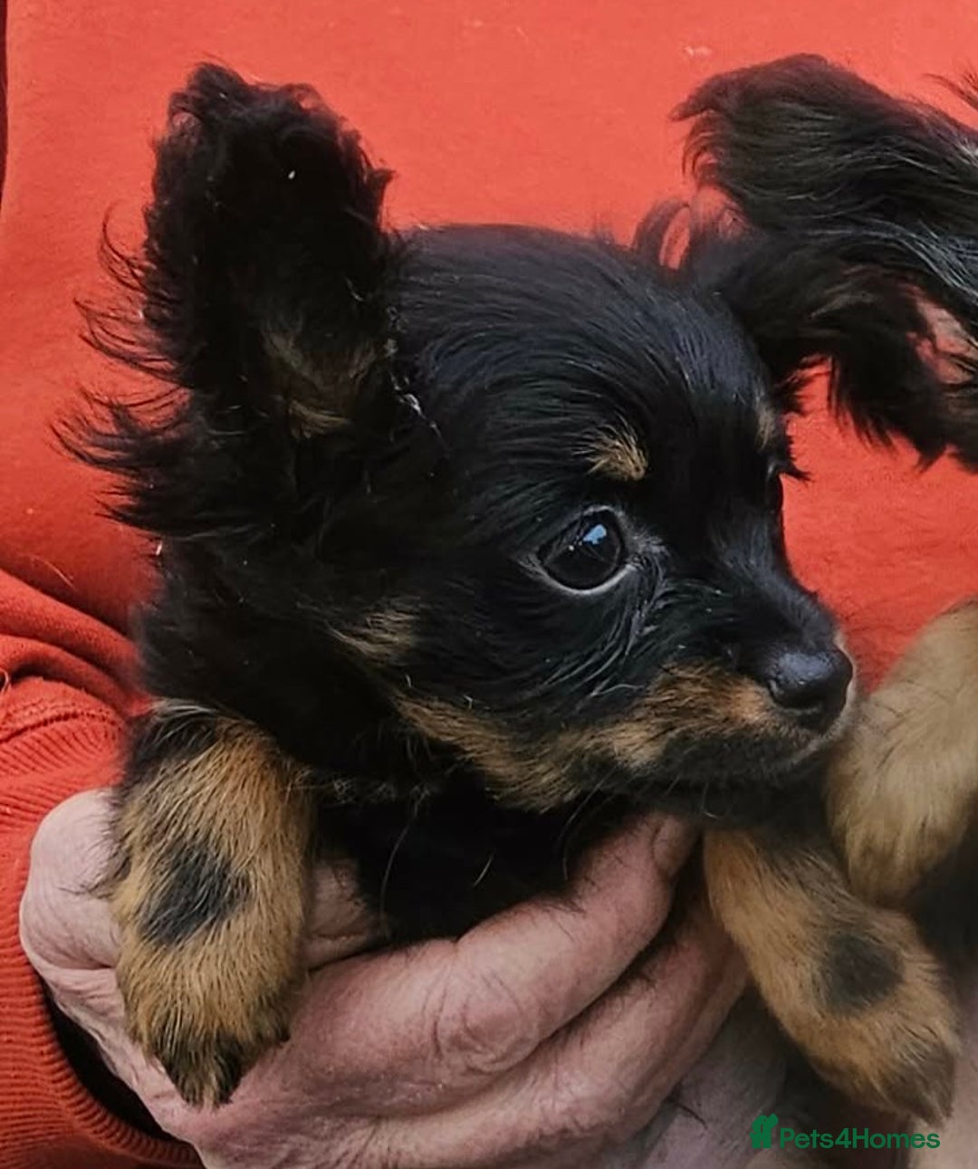 Russian Toy Terrier dogs for sale: Gorgeous boy puppy  - Advert 3