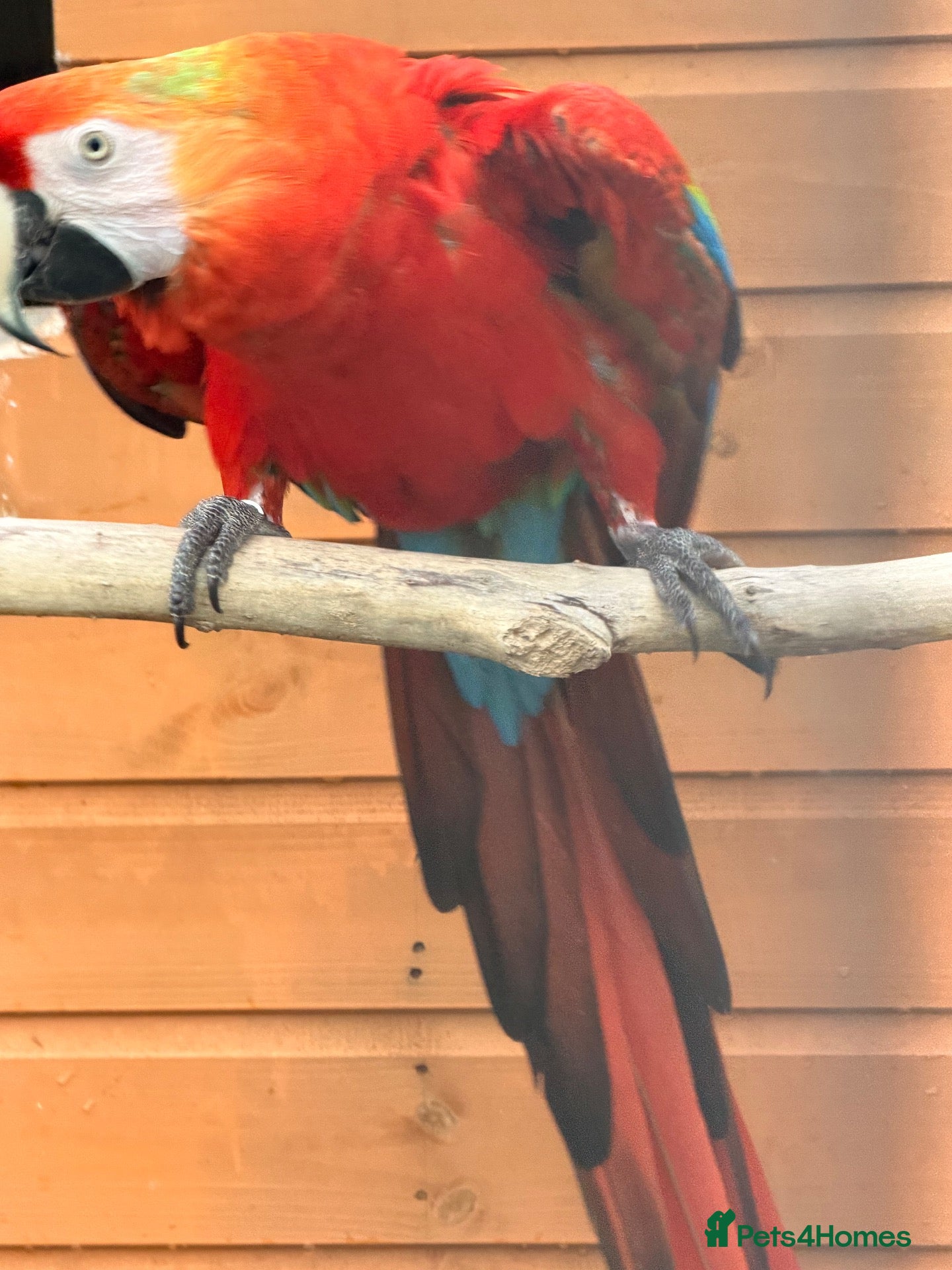 Macaws birds for sale: Wanted female Scarlett macaw - Advert 3