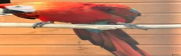 Macaws birds for sale: Wanted female Scarlett macaw - Advert 1
