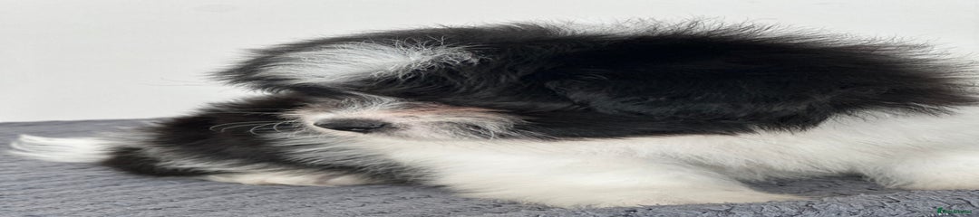 Havanese Puppy 5