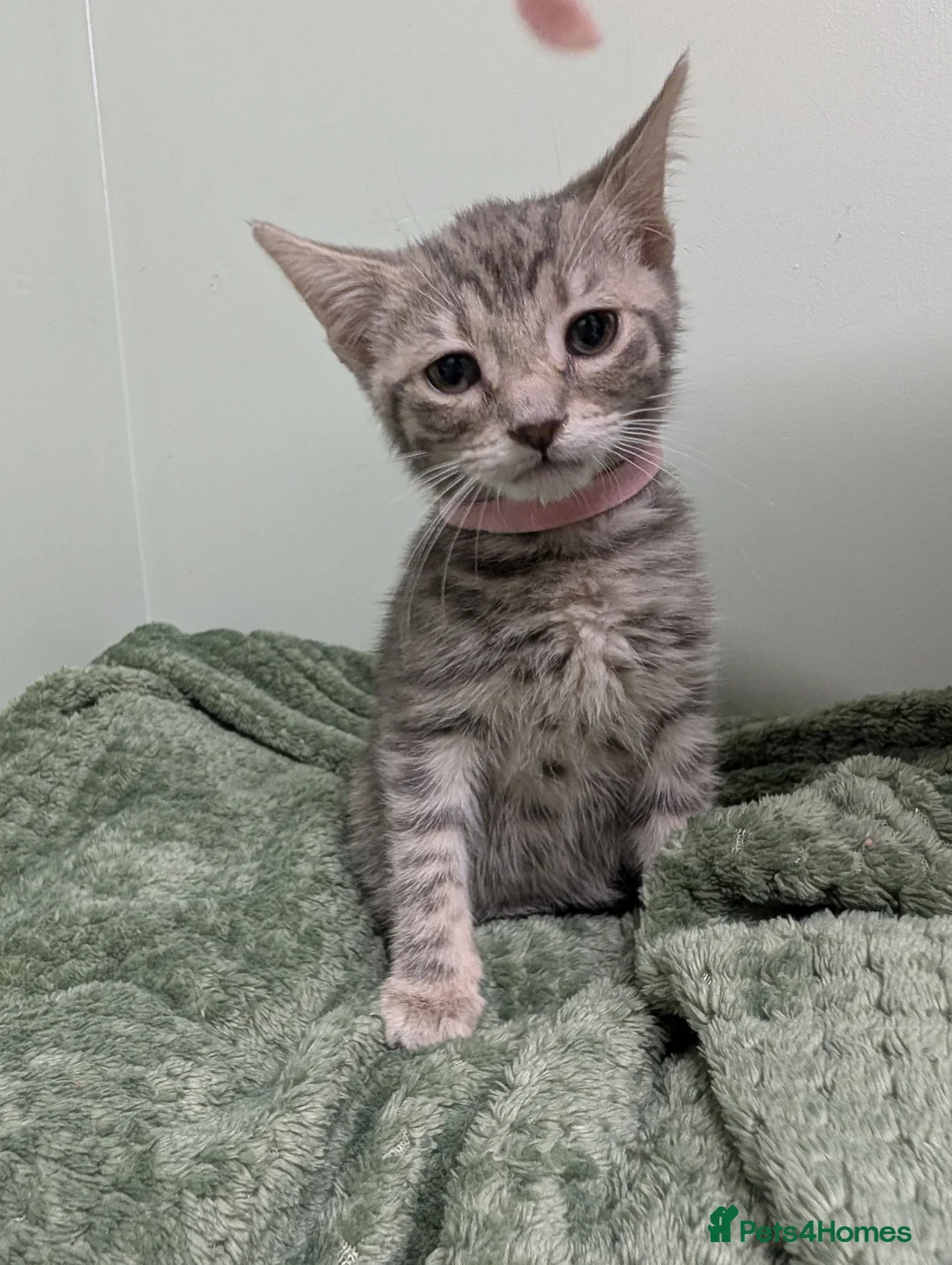 Mixed Breed cats for sale: Gorgeous fluffy kittens  - Advert 2