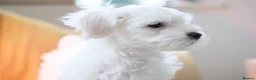 Maltese dogs for sale: Maltes puppy  - Advert 5