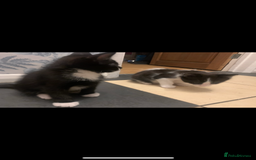 Mixed Breed cats for sale: 5 beautiful kittens ready for their forever home  - Image 21