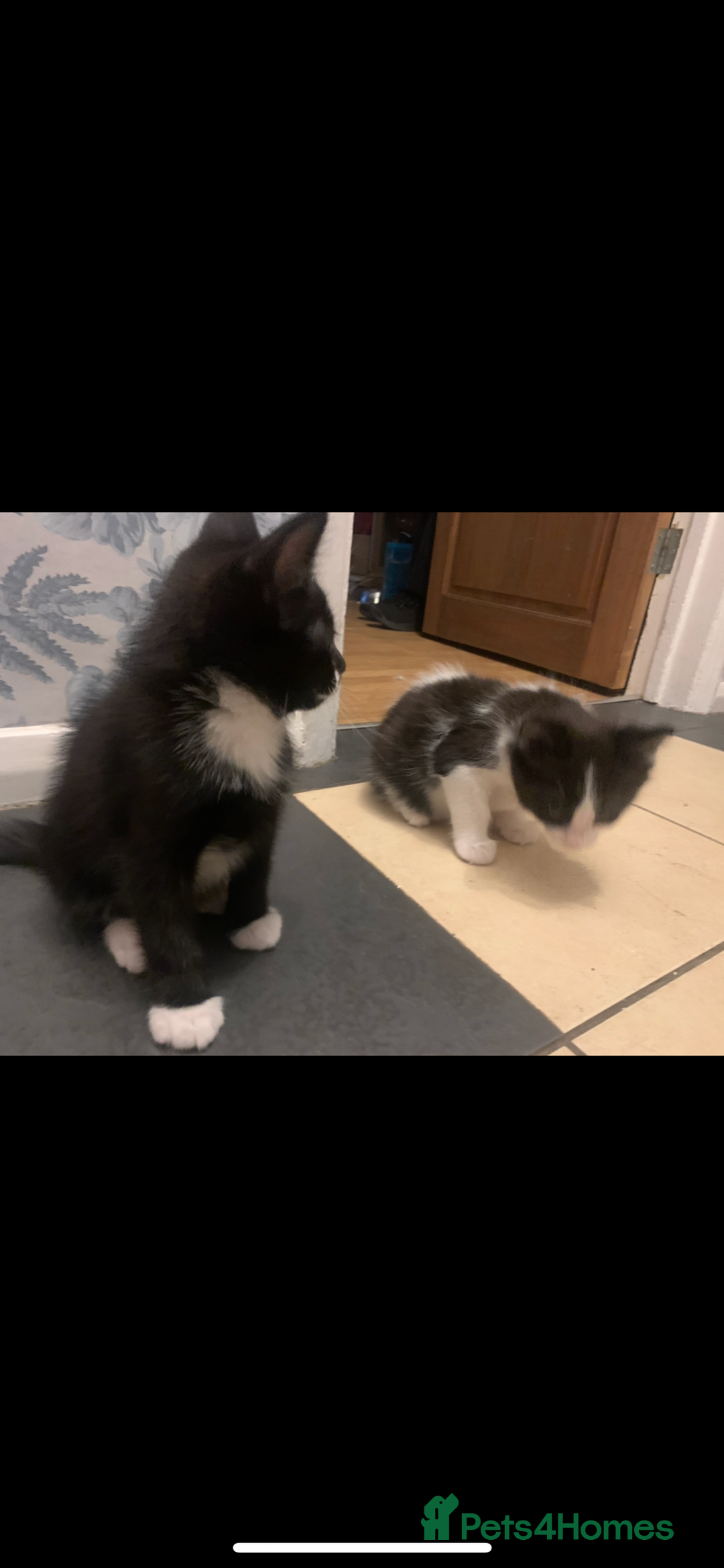 Mixed Breed cats for sale: 5 beautiful kittens ready for their forever home  - Image 21
