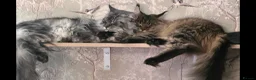Maine Coon cats for sale: Maine Coon Registered TICA - Advert 3