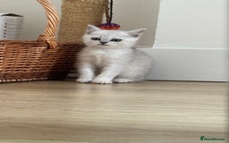 Scottish Fold cats for sale: Two Scottish Straight Boys  - Image 16