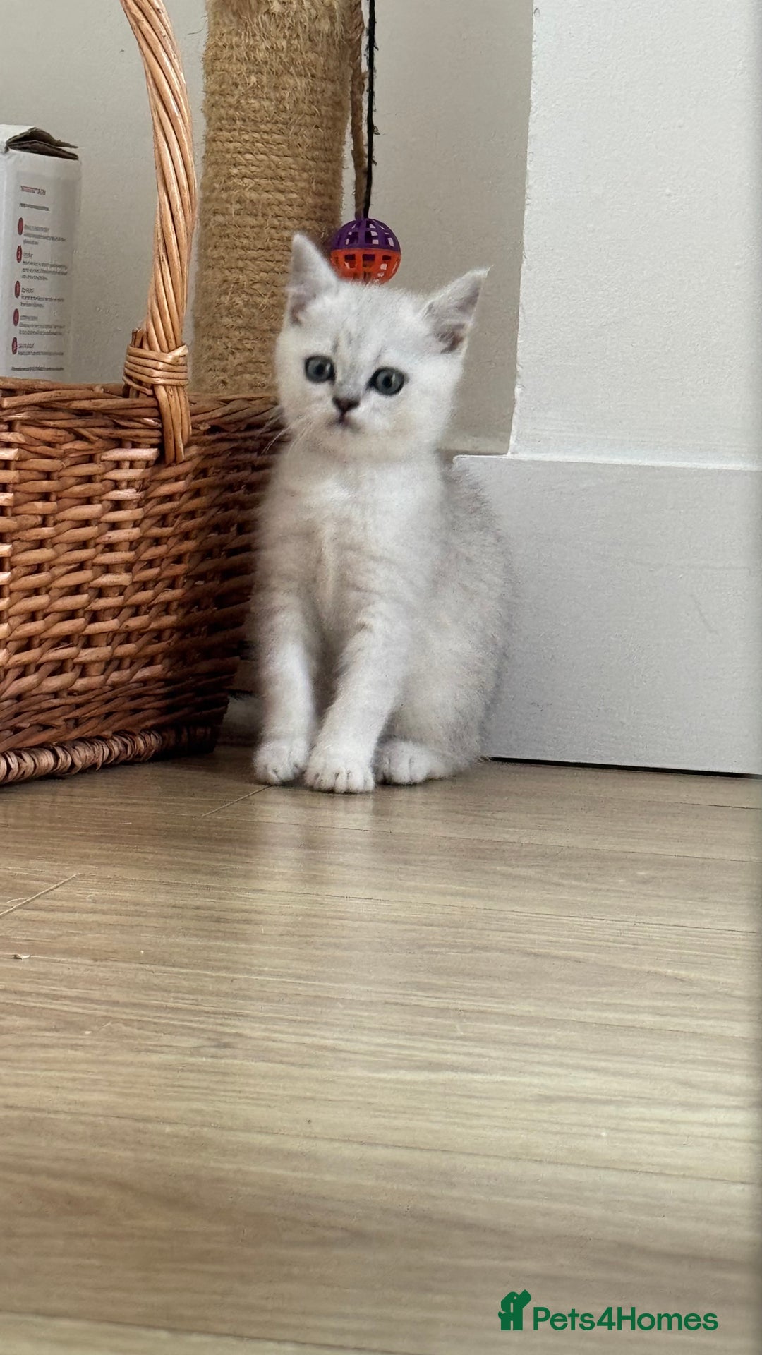 Scottish Fold cats for sale: Two Scottish Straight Boys  - Image 16