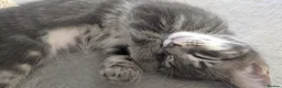 Mixed Breed cats for sale: Maine Coon cross Black Bengal  - Advert 6