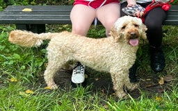 Cockapoo dogs for sale: Oscar the Cockapoo - Image 3