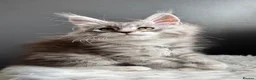 Maine Coon cats for sale: Outstanding Russian line kittens  - Advert 17