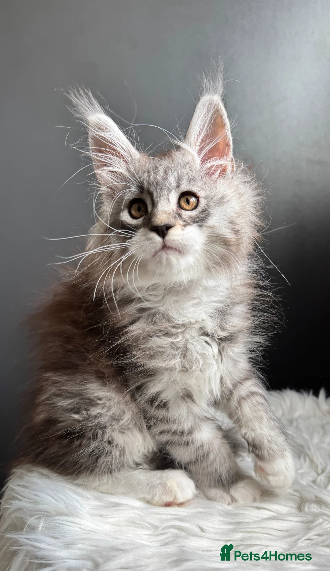 Maine Coon cats for sale: Outstanding Russian line kittens  - Advert 17