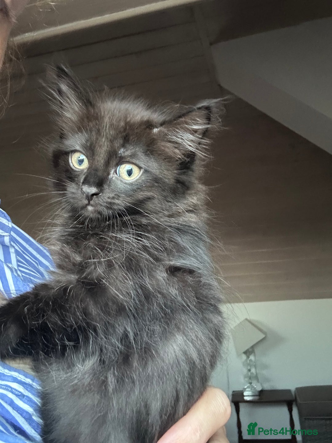 Ragdoll cats for sale: Beautiful Ragdoll X Kittens  - Image 10