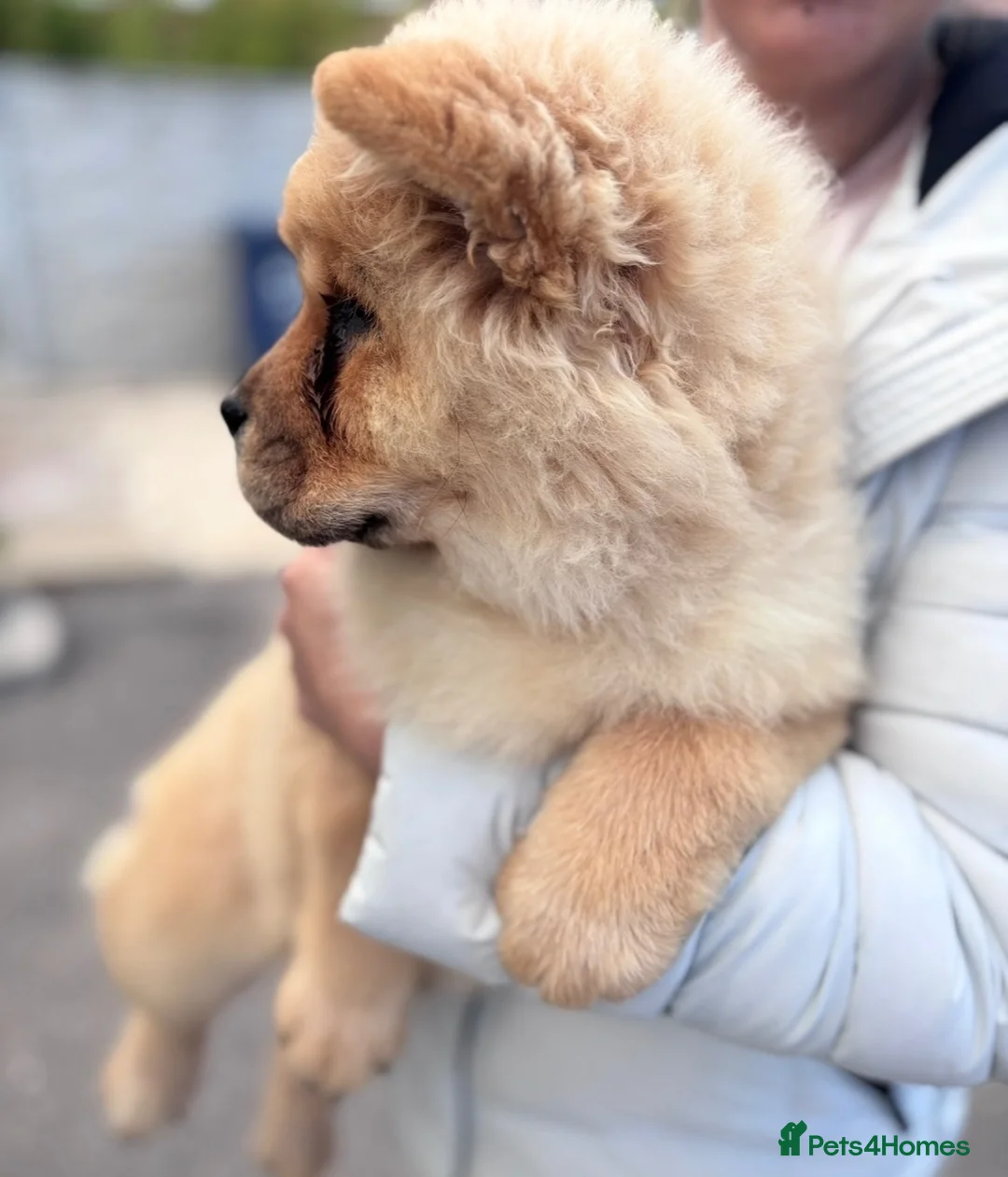 Chow Chow dogs for sale: Lsst Female chow chow puppy of litter  in Barnsley - Advert 5