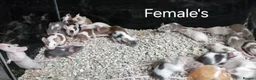 Mouse rodents for sale: Baby Fancy Pet mice , Males and Females - Advert 4