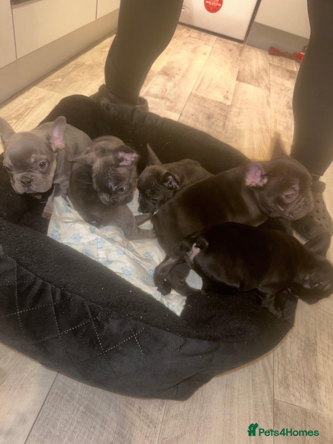 French Bulldog dogs for sale: FRENCH BULLDOG PUPPYS❤️ ready find forever home❤️ - Advert 18