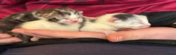 Mixed Breed cats for sale: 3 kittens   9 weeks old  - Advert 2