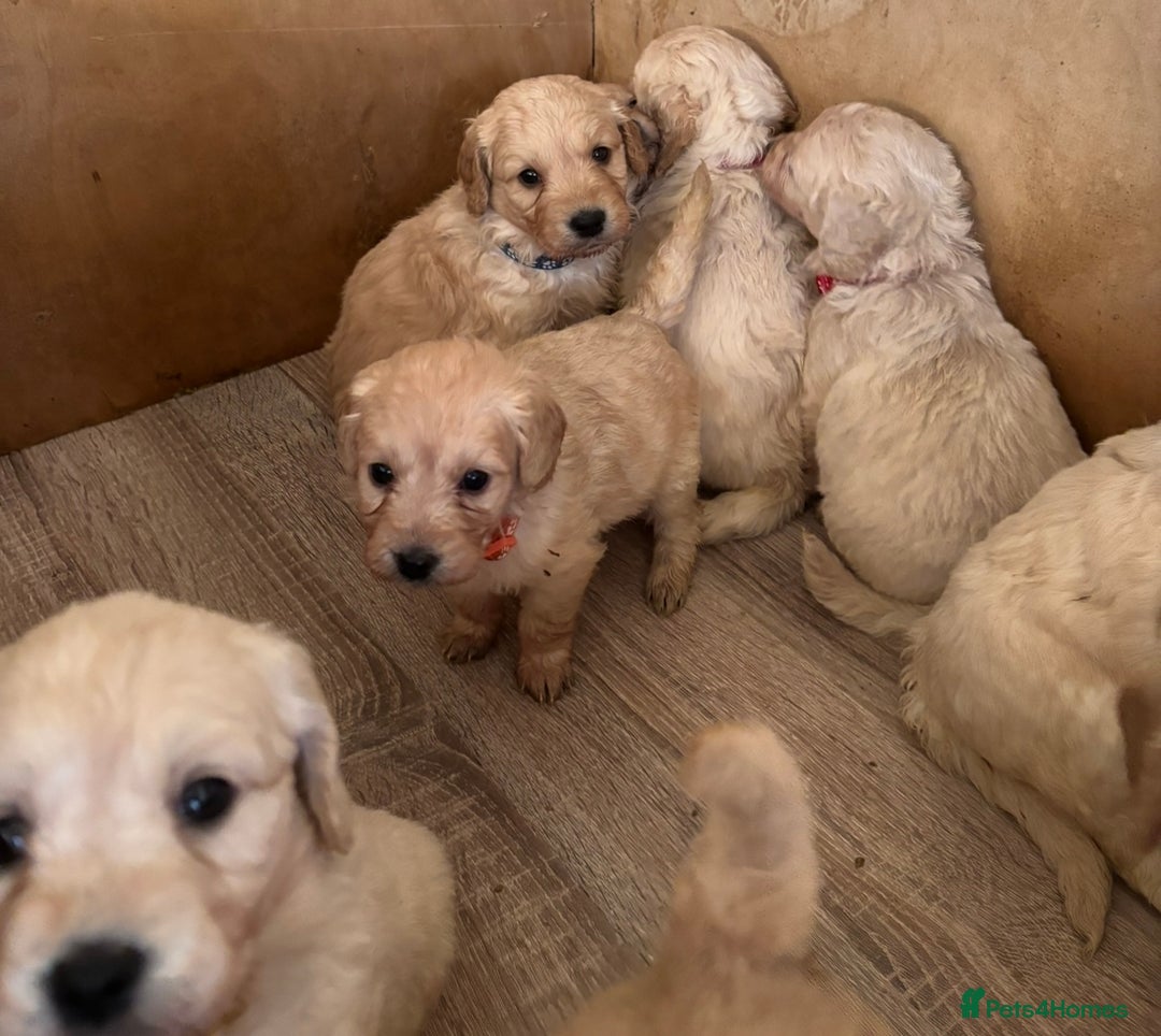 Mini Goldendoodle dogs for sale: 10 beautiful Miniature F1 GoldenDoodle puppies - Advert 16