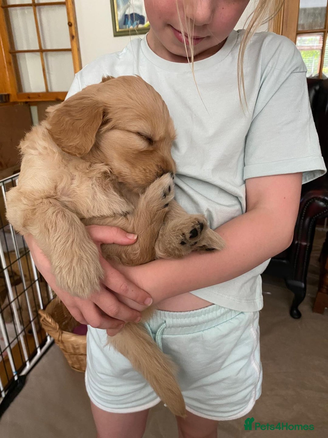 Goldendoodle dogs for sale: Golden doodle puppies ready 12th September  - Image 14