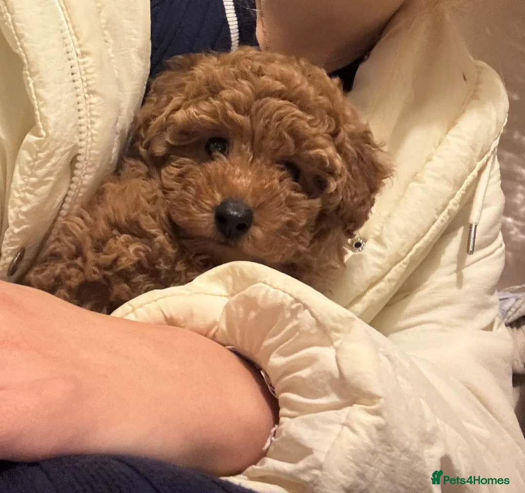 Toy Poodle dogs for sale: Gorgeous Toy Poodle for sale 💖🙃 - Advert 2