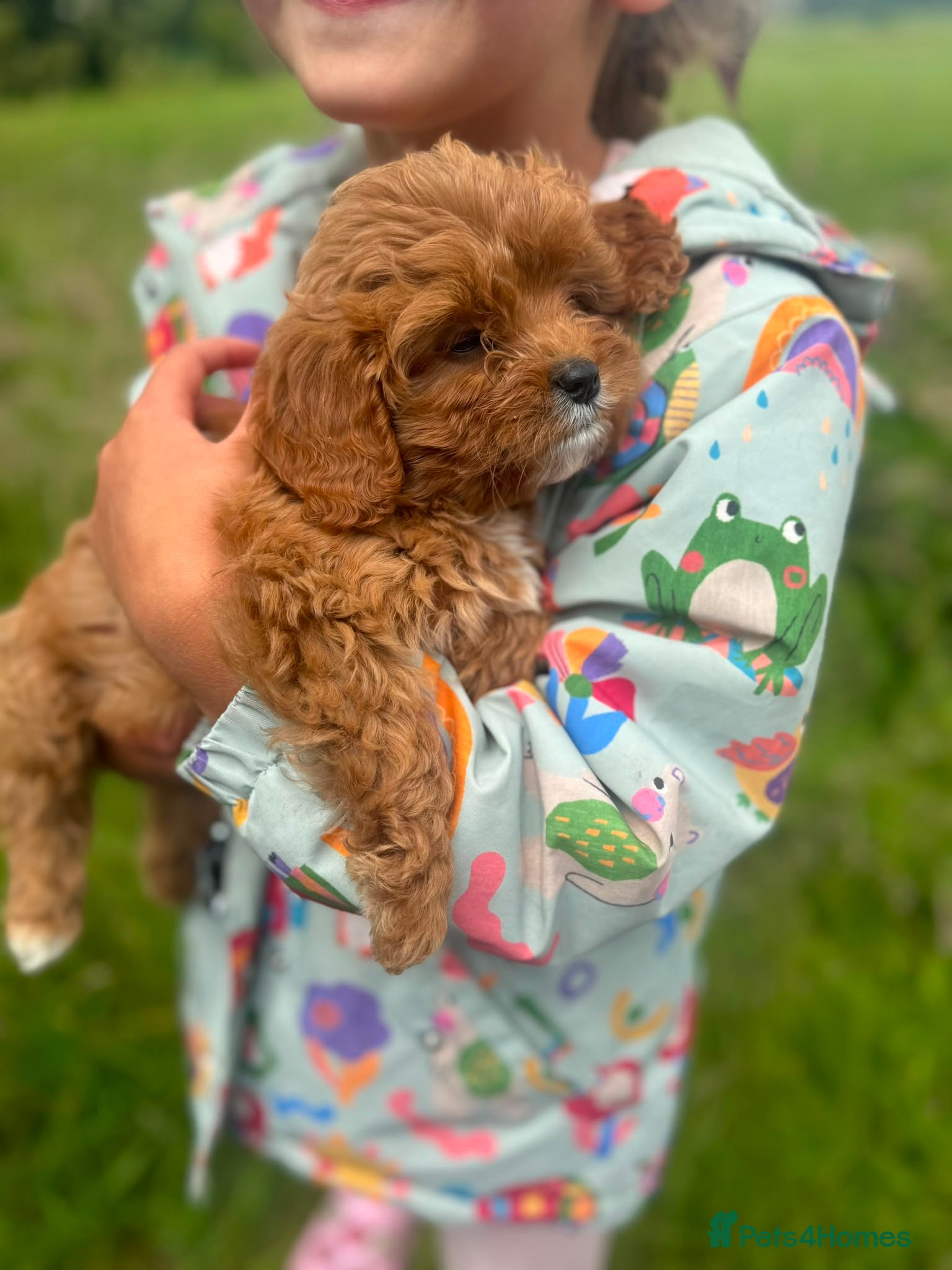 Cavapoo dogs Adorable Cavapoo Puppies Looking for Forever Homes - Advert 2