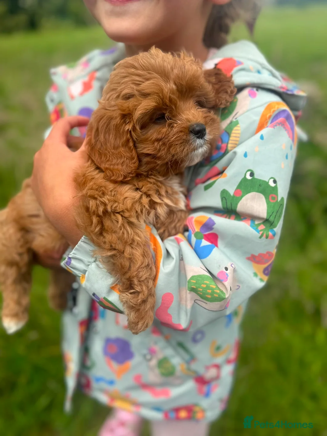 Cavapoo dogs for sale: Adorable Cavapoo Puppies Looking for Forever Homes in Rochdale - Advert 1