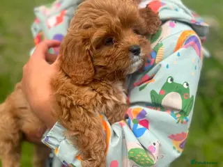 Cavapoo dogs Adorable Cavapoo Puppies Looking for Forever Homes - Advert 1
