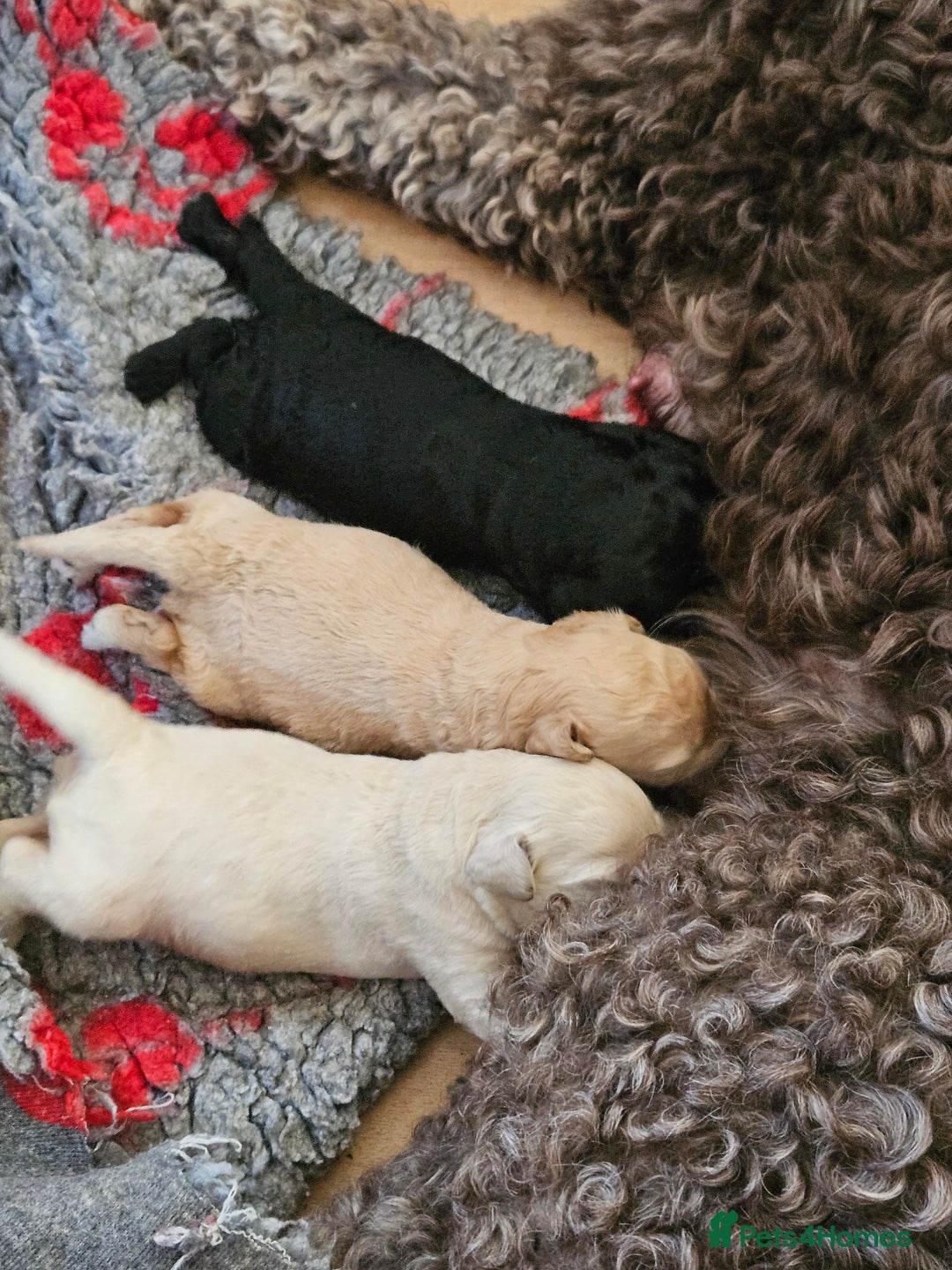 Double Doodle dogs for sale: FANTASTIC FOUR YORKSHIRE LADS  - Image 10