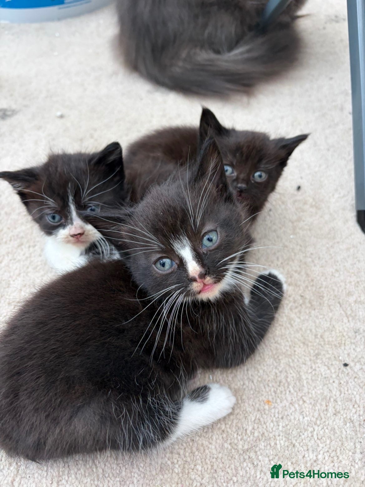 Domestic Shorthair cats 3 Beautiful Black & White Kittens🐈‍⬛ - Advert 1