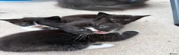 Domestic Shorthair cats for sale: 3 Beautiful Black & White Kittens🐈‍⬛ in Eastbourne - Advert 1
