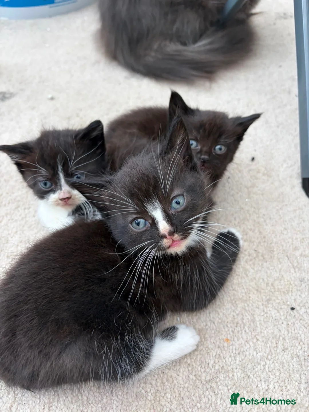 Domestic Shorthair cats for sale: 3 Beautiful Black & White Kittens🐈‍⬛ in Eastbourne - Advert 1