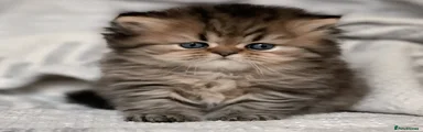 Persian Kitten 3