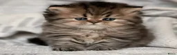 Persian cats for sale: Persian kittens - Advert 4