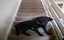 Labrador Retriever dogs for sale: 1 beautiful KC chunky show chocolate boy 4 wks - Image 14