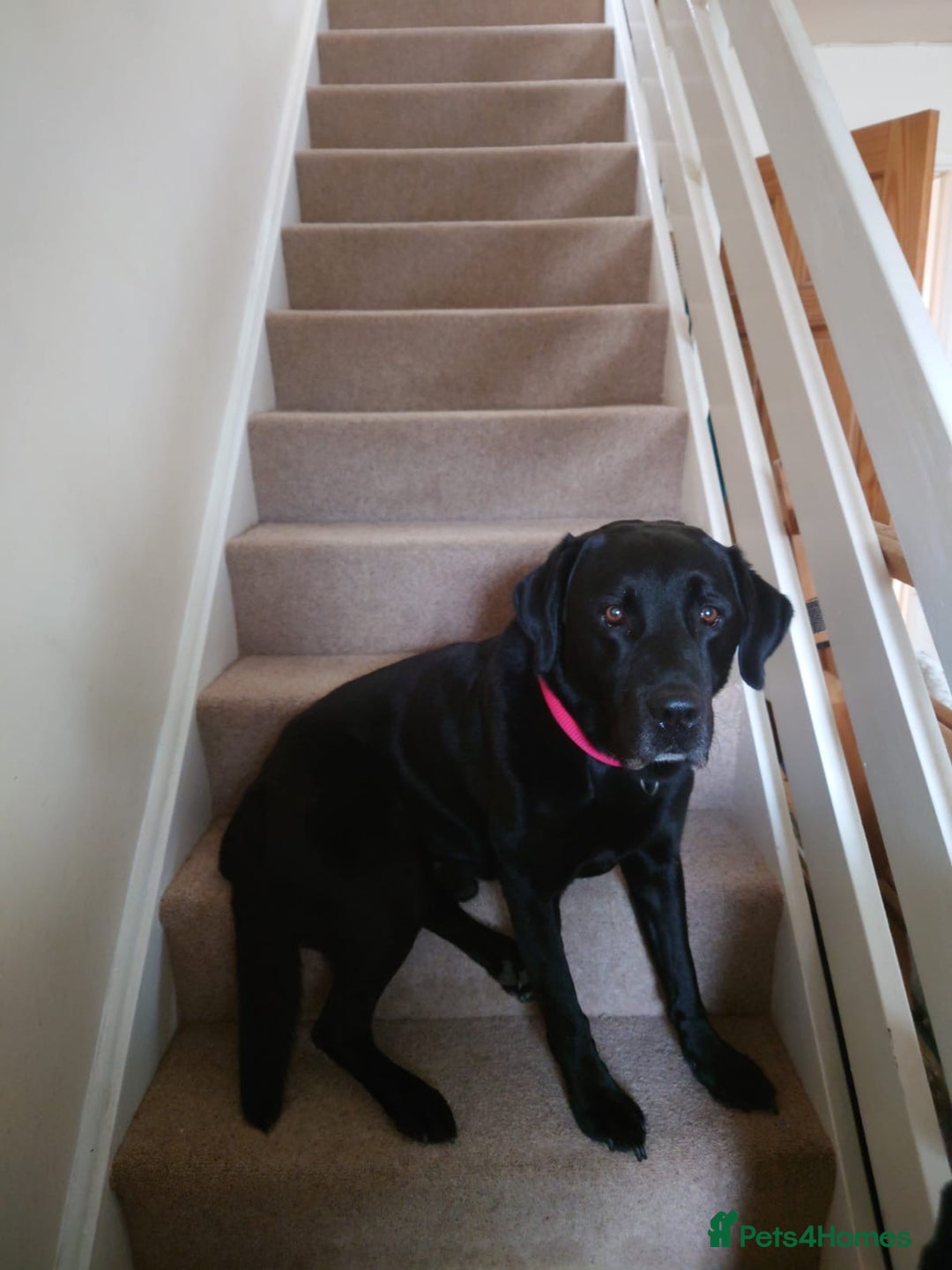 Labrador Retriever dogs for sale: 1 beautiful KC chunky show chocolate boy 4 wks - Image 14