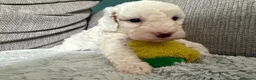 Australian Labradoodle dogs for sale: Update price and videos puppys ready 25/7 - Advert 33