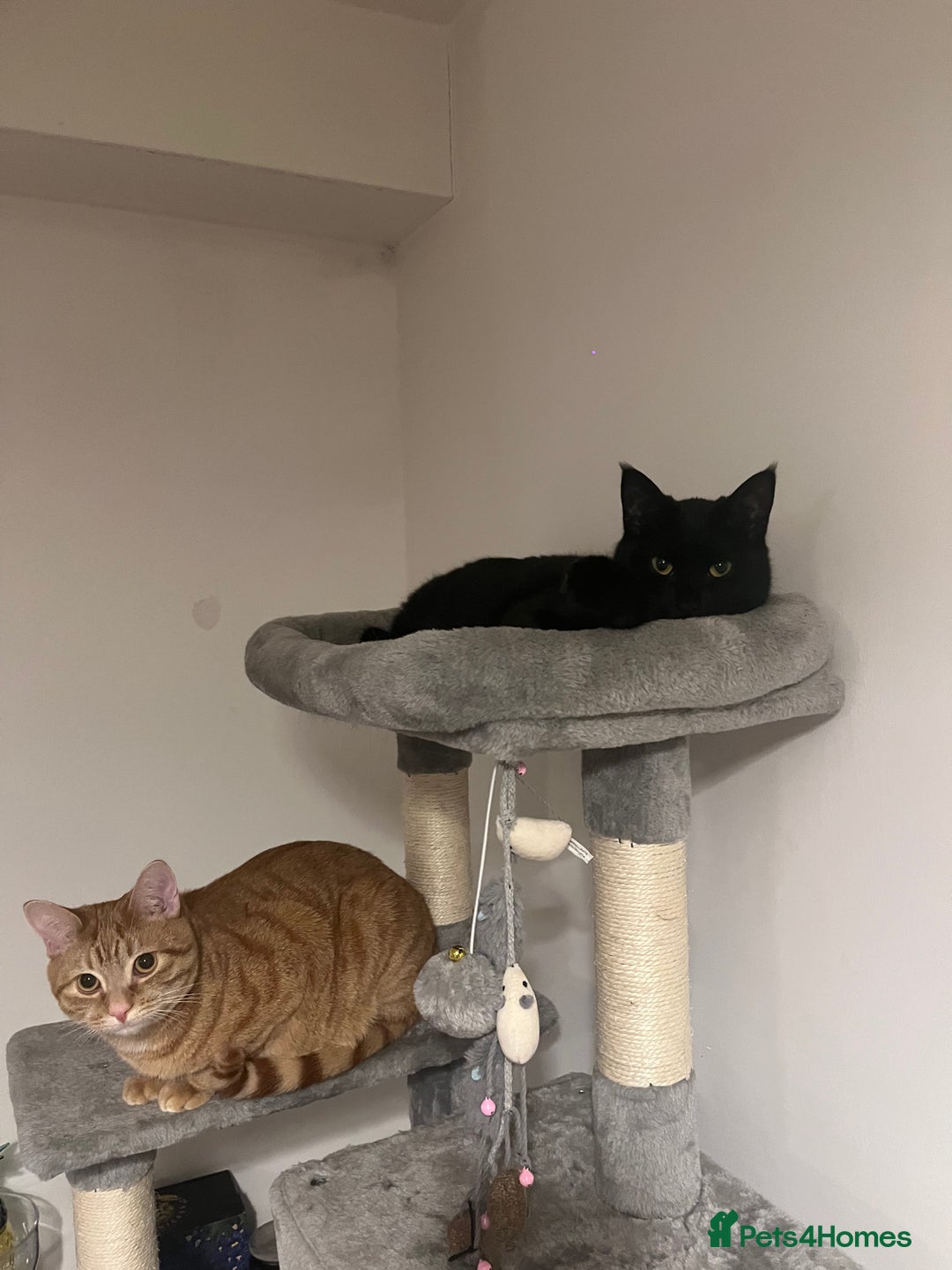 Mixed Breed cats for sale: Peppa and Roni looking for a new loving home! - Advert 13