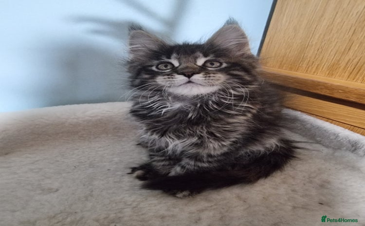 Maine Coon cats - Advert 5