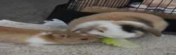 Mini Lop rabbits for sale: Mini Lop (Neutered) + Netherland Dwarf –Vaccinated - Advert 5