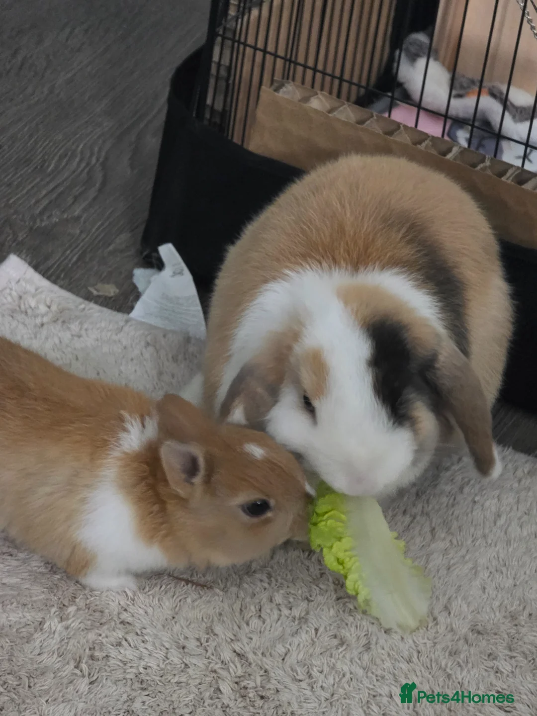 Mini Lop rabbits for sale: Mini Lop (Neutered) + Netherland Dwarf –Vaccinated - Advert 5